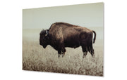 Brutus Wall Art